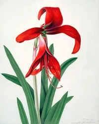Flower Study